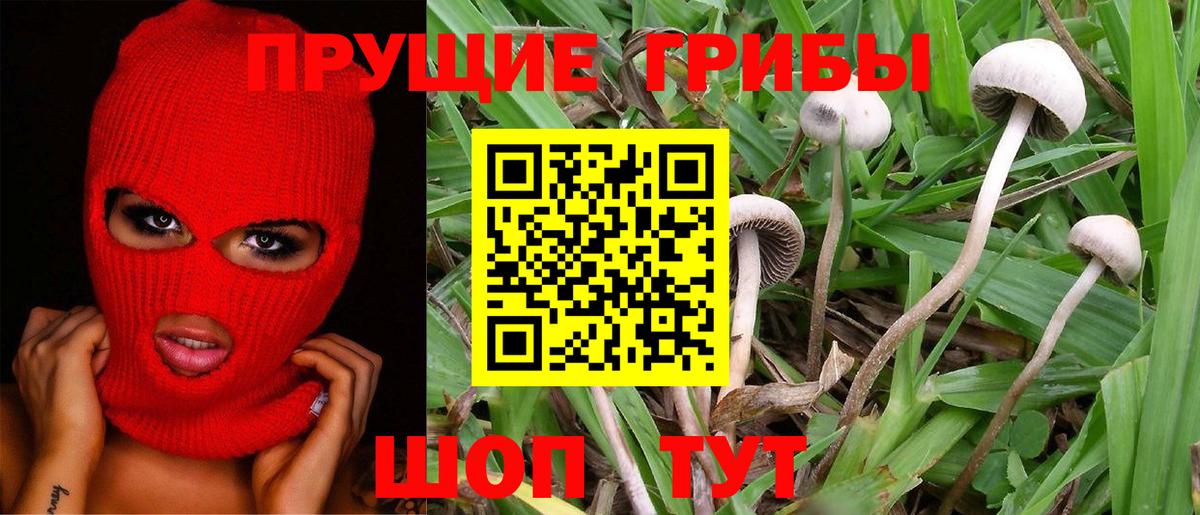 Псилоцибиновые грибы Cubensis  Галлюциногенные грибы мухоморы  Горячий Ключ  Вход с VPN 